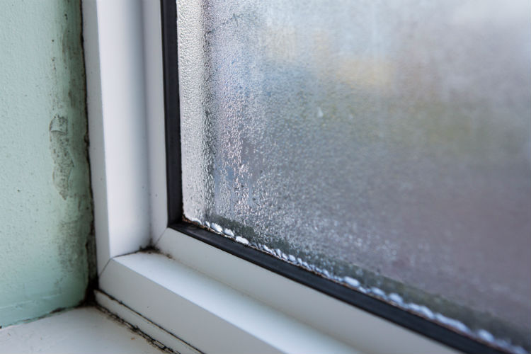mould and condensation on window
